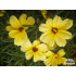 Coreopsis ‘Buttermilk’