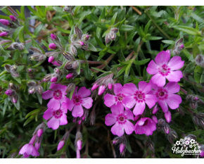 Phlox subulata ‘Zwergenteppich’