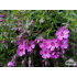 Phlox subulata ‘Zwergenteppich’
