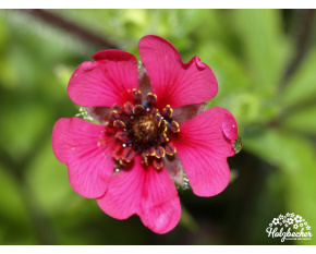 Potentilla nepalensis ‘Ron McBeath’