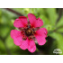 Potentilla nepalensis ‘Ron McBeath’