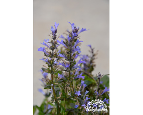 Ajuga tenorii ‘Mauro’