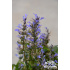 Ajuga tenorii ‘Mauro’