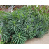 Euphorbia characias subsp. wulfenii