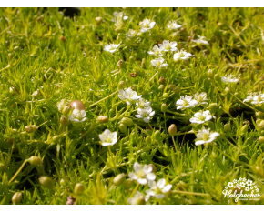 Sagina subulata ‘Adamič’