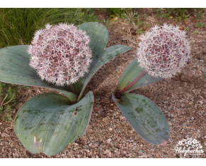 Allium karataviense