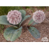 Allium karataviense