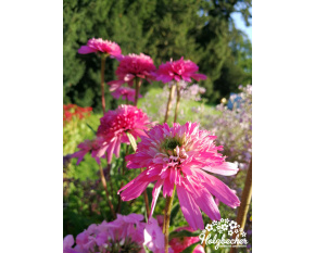 Echinacea ‘Mini Belle’