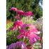 Echinacea ‘Mini Belle’