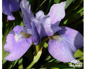 Iris sibirica ‘Sally Kerlin’