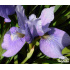 Iris sibirica ‘Sally Kerlin’