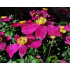 Anemone ‘Fantasy Red Riding Hood’