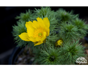 Adonis vernalis