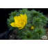 Adonis vernalis