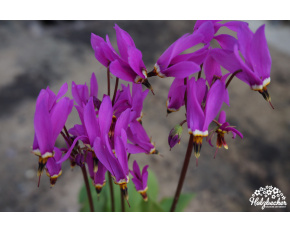 Dodecatheon meadia