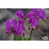 Dodecatheon meadia