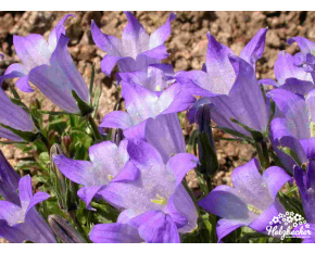 Campanula tridentata