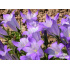 Campanula tridentata