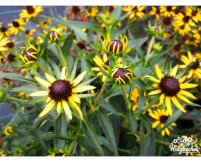 Rudbeckia fulgida ‘Little Goldstar’