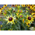 Rudbeckia fulgida ‘Little Goldstar’
