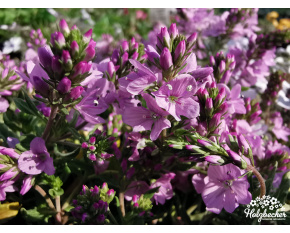 Veronica prostrata ‘Mrs. Holt’