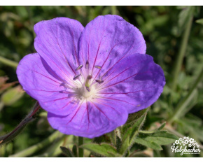Geranium ‘Brookside’
