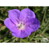 Geranium ‘Brookside’