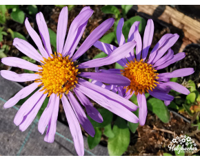 Aster tongolensis ‘Berggarten’
