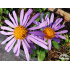 Aster tongolensis ‘Berggarten’