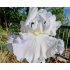 Iris ‘Die Braut’