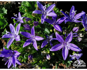 Campanula garganica