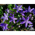 Campanula garganica