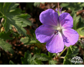 Geranium himalayense ‘Gravetye’