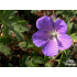 Geranium himalayense ‘Gravetye’