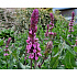 Salvia nemorosa ‘Caradonna Pink’