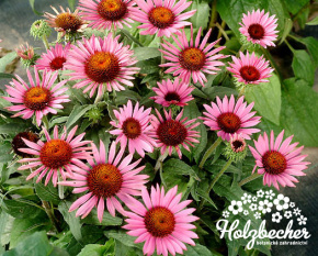 Echinacea purpurea ‘Liliput’