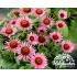 Echinacea purpurea ‘Liliput’