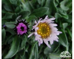 Erigeron leptopetalus