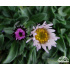 Erigeron leptopetalus