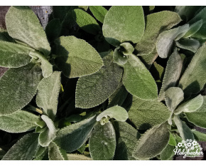 Stachys byzantina ‘Helen Von Stein’