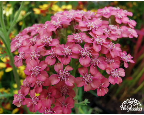 Achillea millefolium ‘Apricot Delight’