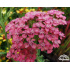 Achillea millefolium ‘Apricot Delight’