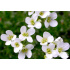 Arabis x kellereri