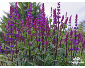 Salvia nemorosa ‘Caradonna’