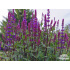 Salvia nemorosa ‘Caradonna’