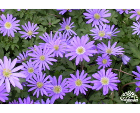 Anemone blanda ‘Blue Shades’
