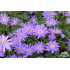 Anemone blanda ‘Blue Shades’