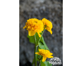 Caltha palustris ‘Multiplex’