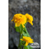 Caltha palustris ‘Multiplex’