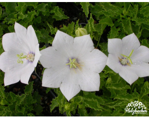 Campanula carpatica ‘White Clips’